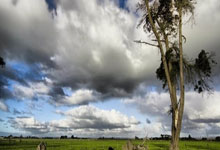 经纪人：罗克仍可重返欧洲踢球，巴西队9号的位置依然开放.